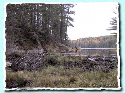 Biberdamm im Algonquin Provincial Park