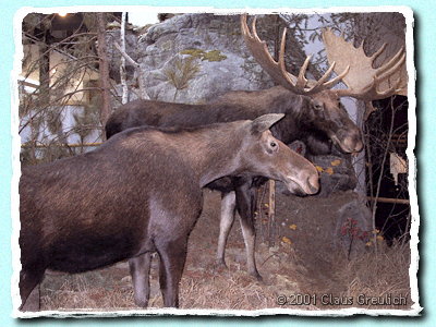 Ein prachtvolles Moose-Paar im Algonquin Visitor Centre