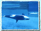 Orca-Weibchen "Bjossa" mit Nachwuchs